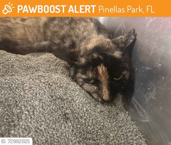 Found/Stray Female Cat last seen I forgot, Pinellas Park, FL 33780