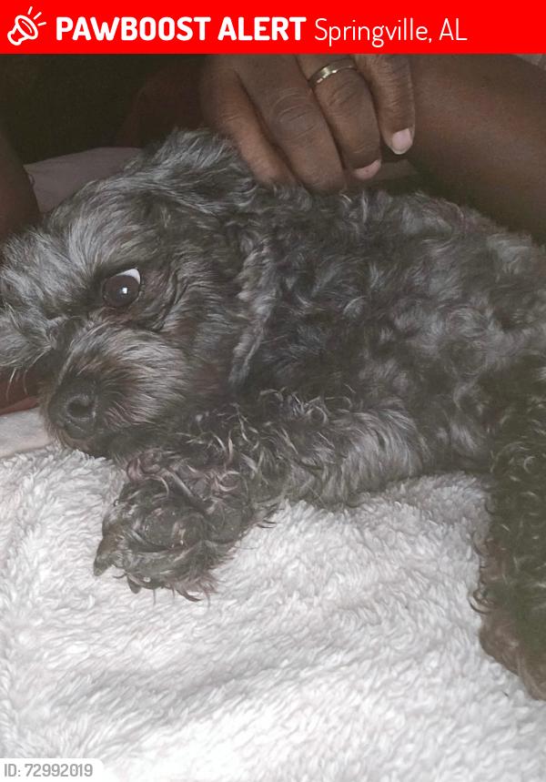 Lost Male Dog last seen Farmhouse restaurant , Springville, AL 35146