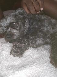 Lost Male Dog last seen Farmhouse restaurant , Springville, AL 35146