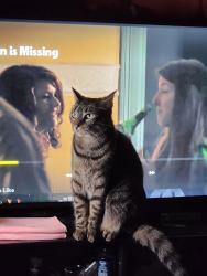 Lost Female Cat last seen In the trailer park on Hill Ave, Aurora, IL 60505