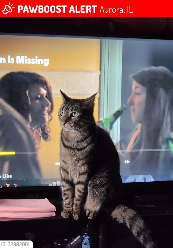 Lost Female Cat last seen In the trailer park on Hill Ave, Aurora, IL 60505