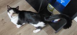 Reunited Male Cat last seen Stowe Cottage Lake Mandarin , Jacksonville, FL 32223
