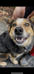 Found/Stray Unknown Dog last seen Turnpike and Brickyard, Etowah, NC 28742