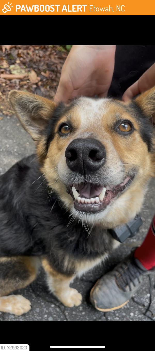 Found/Stray Unknown Dog last seen Turnpike and Brickyard, Etowah, NC 28742