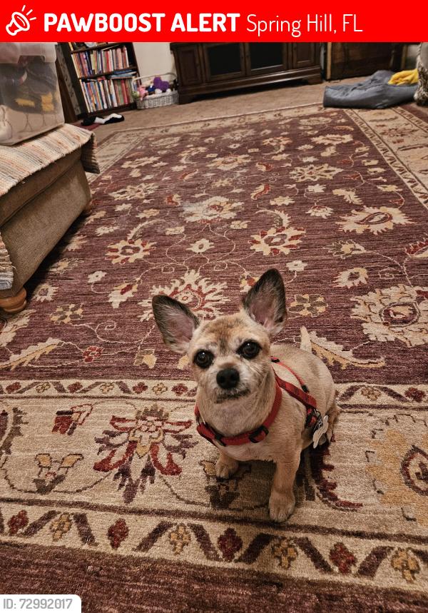 Lost Male Dog last seen Corrigan and Ferguson , Spring Hill, FL 34609