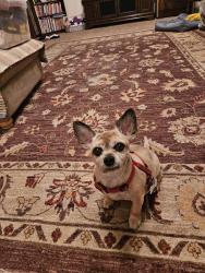 Lost Male Dog last seen Corrigan and Ferguson , Spring Hill, FL 34609