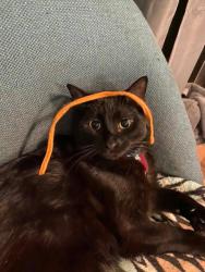 Reunited Male Cat last seen Cordova, Louisville, KY 40207