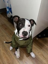 Reunited Female Dog last seen St Mary’s South Public School , Saint Marys, NSW 2760