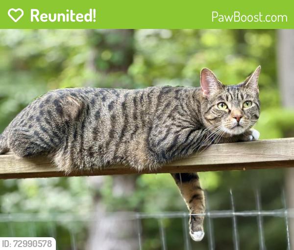 Reunited Male Cat last seen Carderock Court/Carderock Drive, Bethesda, MD 20817