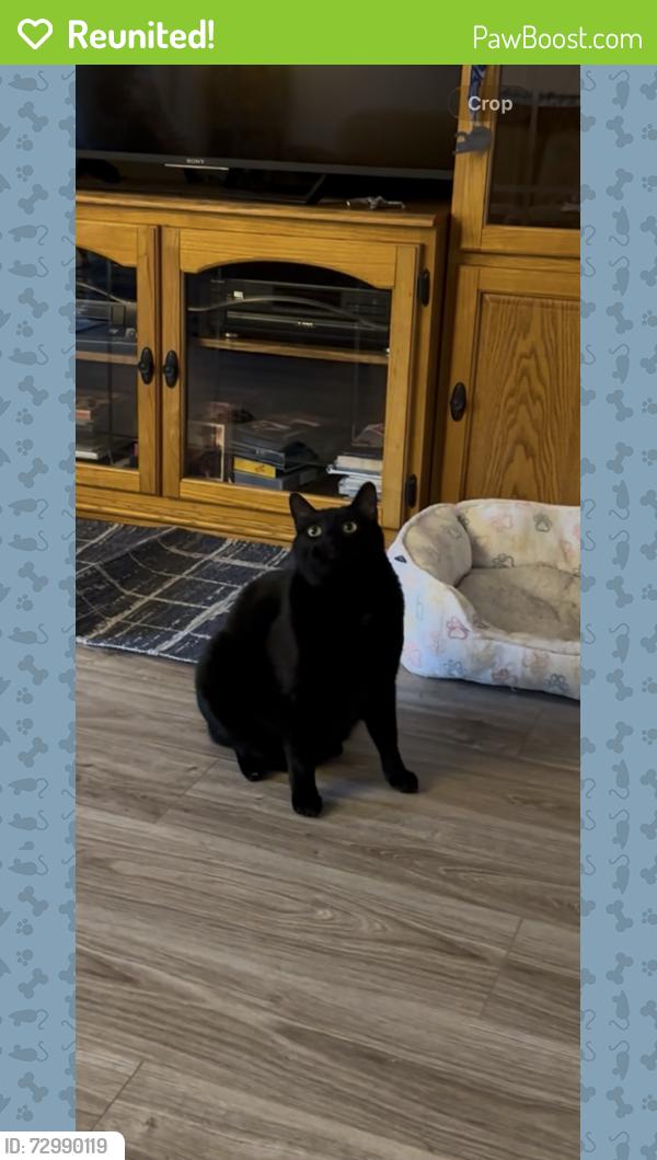 Reunited Male Cat last seen Shadeway Rd. and Paula St., Lakewood, CA 90713