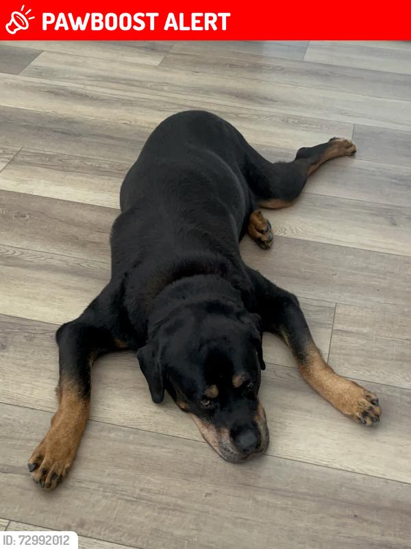 Lost Male Dog last seen Near and lower Springboro, Clear Creek Township, OH 45066