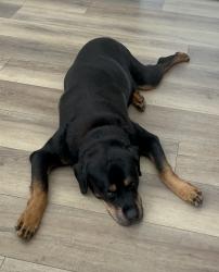 Lost Male Dog last seen Near and lower Springboro, Clear Creek Township, OH 45066