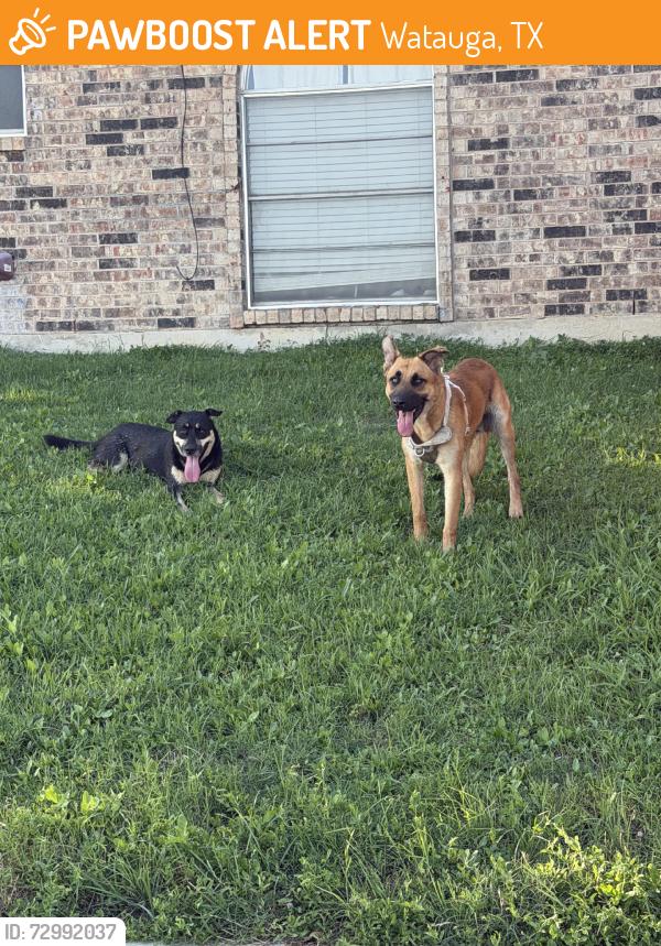 Found/Stray Male Dog last seen Whispering, Watauga, TX 76148