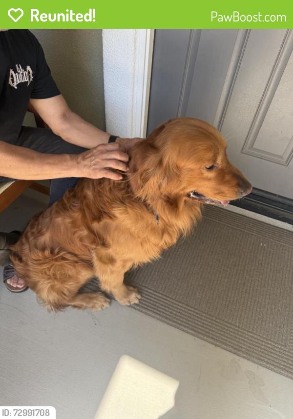 Reunited Male Dog last seen Mahogany Glen Dr, French Valley, CA 92596, USA, French Valley, CA 92596