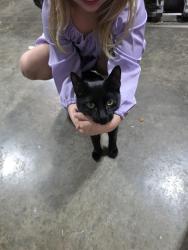 Found/Stray Female Cat last seen Foundation park , Pataskala, OH 43062