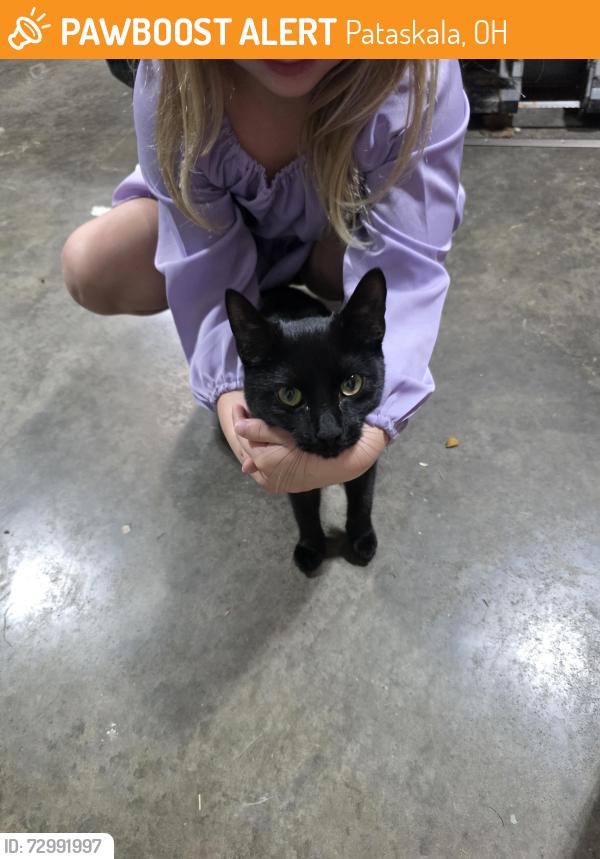 Found/Stray Female Cat last seen Foundation park , Pataskala, OH 43062