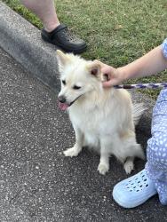 Reunited Male Dog last seen Century park Ave Kernersville NC, Kernersville, NC 27284