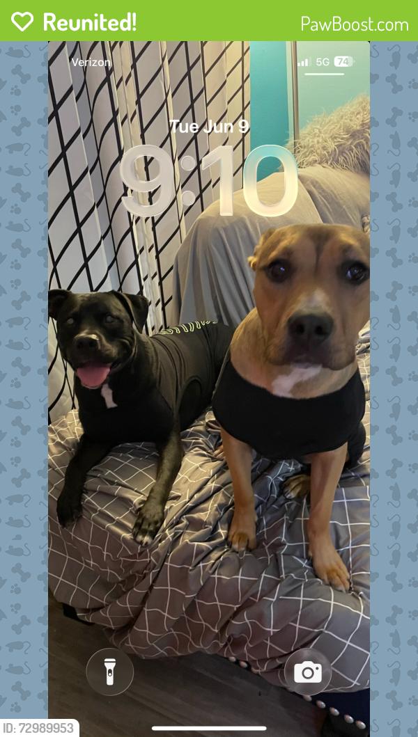 Reunited Male Dog last seen 20th st , Palmdale, CA 93550