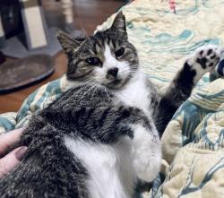 Reunited Female Cat last seen Village lane. Waterford subdivision. Calera, Calera, AL 35040
