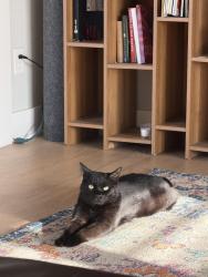Lost Male Cat last seen wagon wheel Ave, Fayetteville, AR 72704