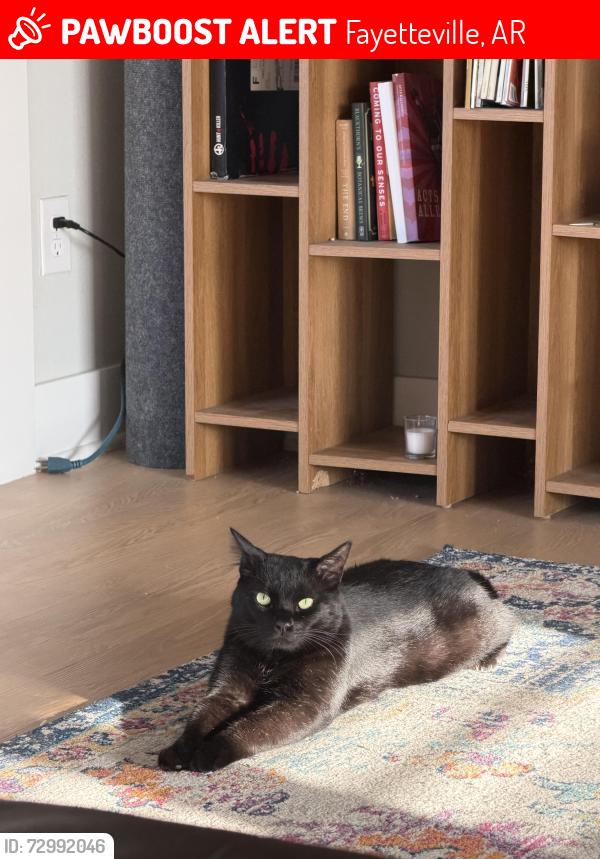 Lost Male Cat last seen wagon wheel Ave, Fayetteville, AR 72704