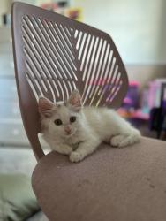 Reunited Female Cat last seen 41st and Hoyt , Everett, WA 98201