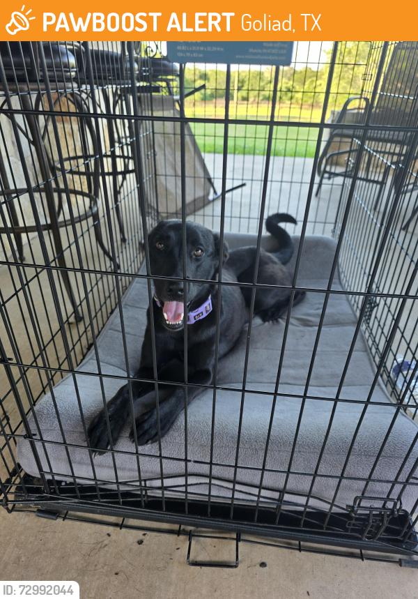 Found/Stray Female Dog last seen Sams club on Goliad Rd, Goliad, TX 77963