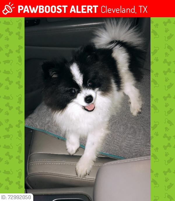 Lost Female Dog last seen Highway 59 north , Cleveland, TX 77328