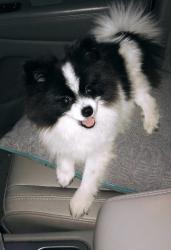 Lost Female Dog last seen Highway 59 north , Cleveland, TX 77328