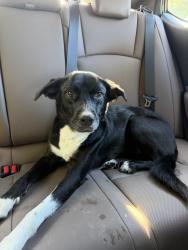 Reunited Female Dog last seen Mezzanine/Studebaker, Long Beach, CA 90808
