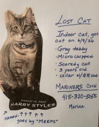 Lost Male Cat last seen Barnes Tennis Club , San Diego, CA 92107