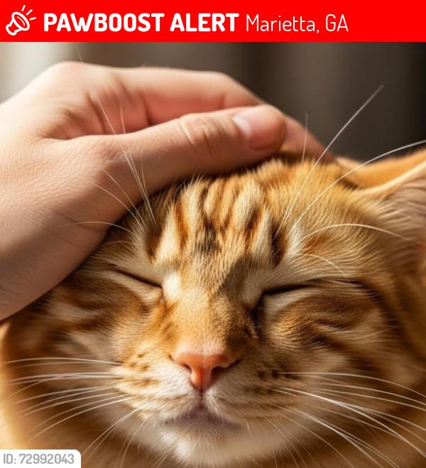 Lost Male Cat last seen Hembee Rd. & Timber Bluff Dr., Marietta, GA 30062