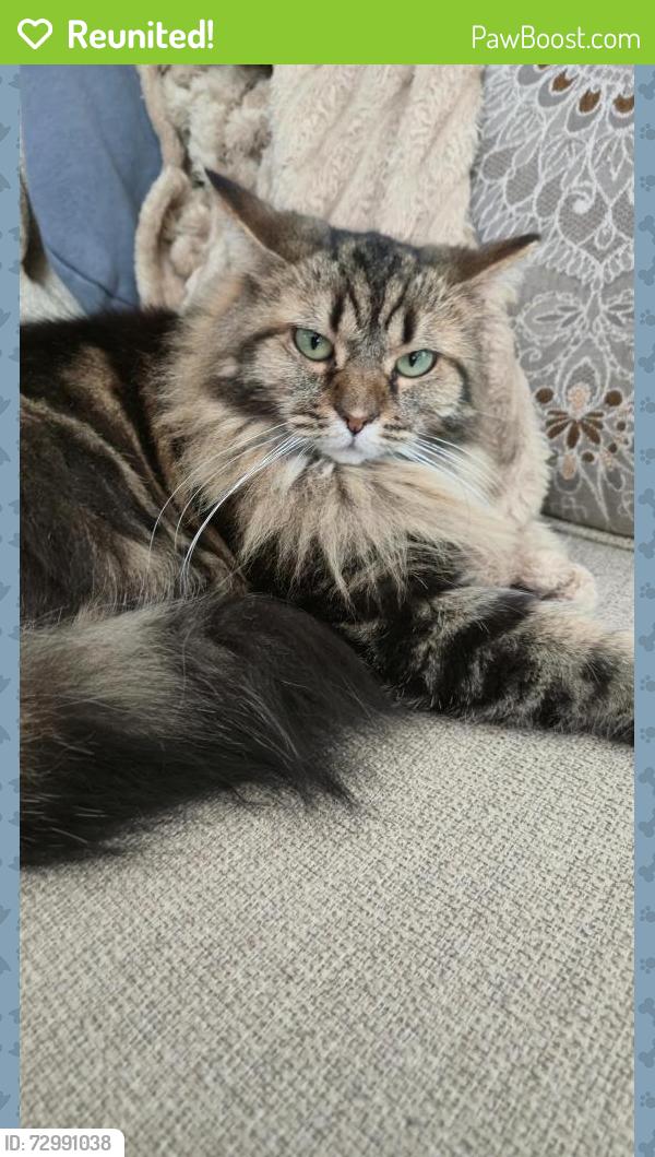 Reunited Female Cat last seen W.122 Mortimer Ave , Cleveland, OH 44111