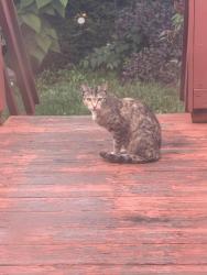 Found/Stray Unknown Cat last seen Bryn Mawr and Luna, Chicago, IL 60646