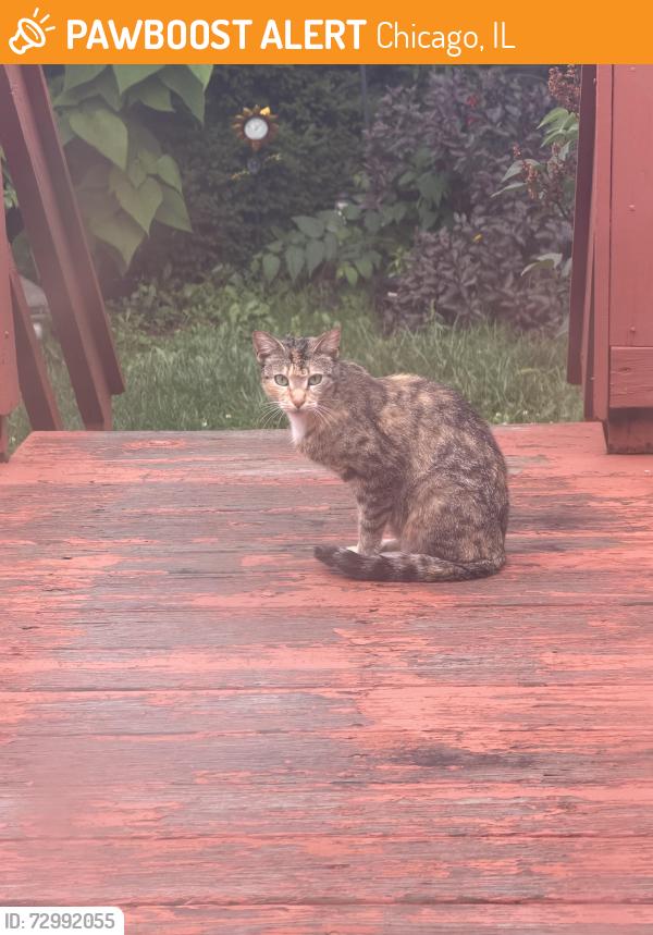 Found/Stray Unknown Cat last seen Bryn Mawr and Luna, Chicago, IL 60646