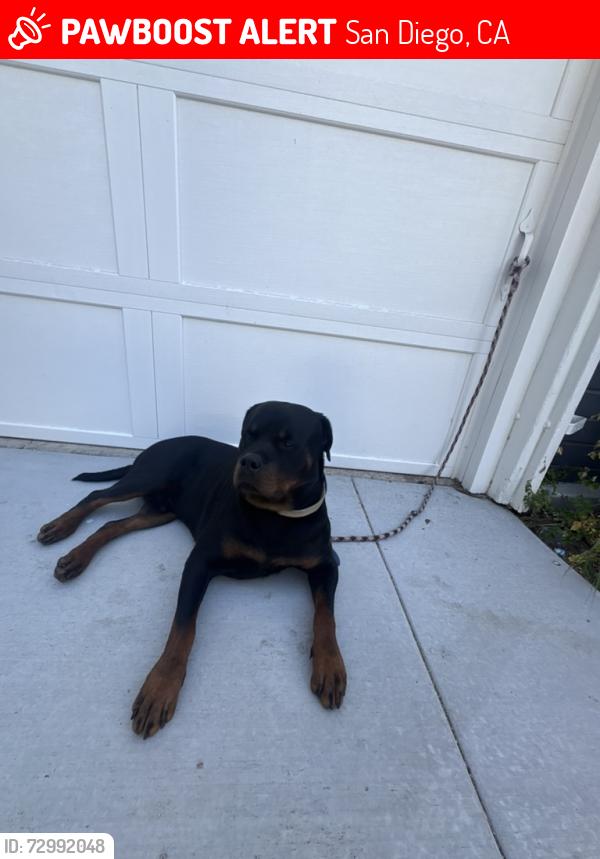 Lost Male Dog last seen Mission Beach, San Diego, CA 92109