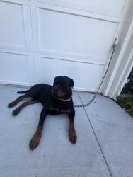 Lost Male Dog last seen Mission Beach, San Diego, CA 92109