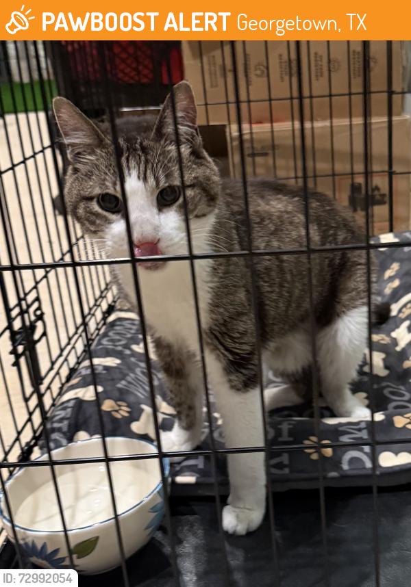 Found/Stray Male Cat last seen Near Wagner middle school Georgetown tx, Georgetown, TX 78626