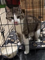 Found/Stray Male Cat last seen Near Wagner middle school Georgetown tx, Georgetown, TX 78626