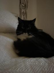 Reunited Male Cat last seen Around the hickory woods neighborhood near lavergne/ antioch, La Vergne, TN 37086