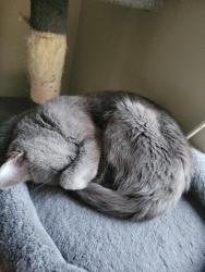 Reunited Female Cat last seen Swilly and Cason , Murfreesboro, TN 37128