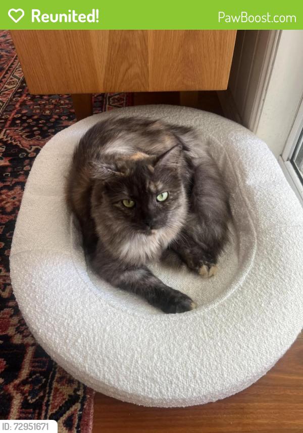 Reunited Female Cat last seen Woolcock Park, Red Hill, QLD 4059