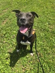 Shelter Stray Female Dog last seen ROYAL DR, 10521 Baur Blvd, Olivette, MO 63132, USA