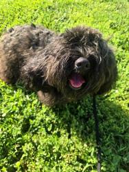 Shelter Stray Female Dog last seen KAPPEL DR, 10521 Baur Blvd, Olivette, MO 63132, USA