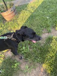 Found/Stray Male Dog last seen Mattville, Orient, OH 43146