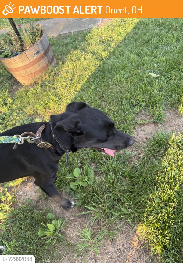 Found/Stray Male Dog last seen Mattville, Orient, OH 43146