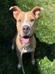Shelter Stray Female Dog last seen Near BLOCK WOODROW, 10521 Baur Blvd, Olivette, MO 63132, USA