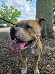 Shelter Stray Male Dog last seen ST. CHARLES ROCK RD,63114, 10521 Baur Blvd, Olivette, MO 63132, USA