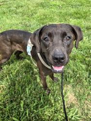 Shelter Stray Female Dog last seen ST. CHARLES ROCK RD,63114, 10521 Baur Blvd, Olivette, MO 63132, USA