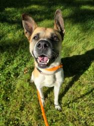 Shelter Stray Female Dog last seen COBURG,63137, 10521 Baur Blvd, Olivette, MO 63132, USA